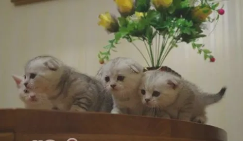 猫咪夜游的习惯能纠正吗