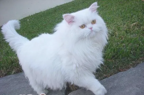 猫咪打呼噜吗