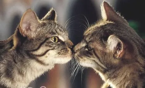 如何让两只猫和平共处