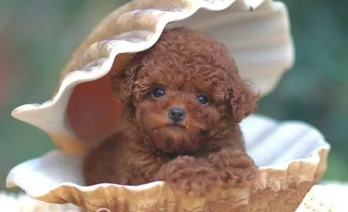 泰迪犬便血是怎么回事