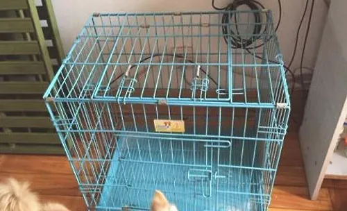 哪些因素会导致狗狗内外八