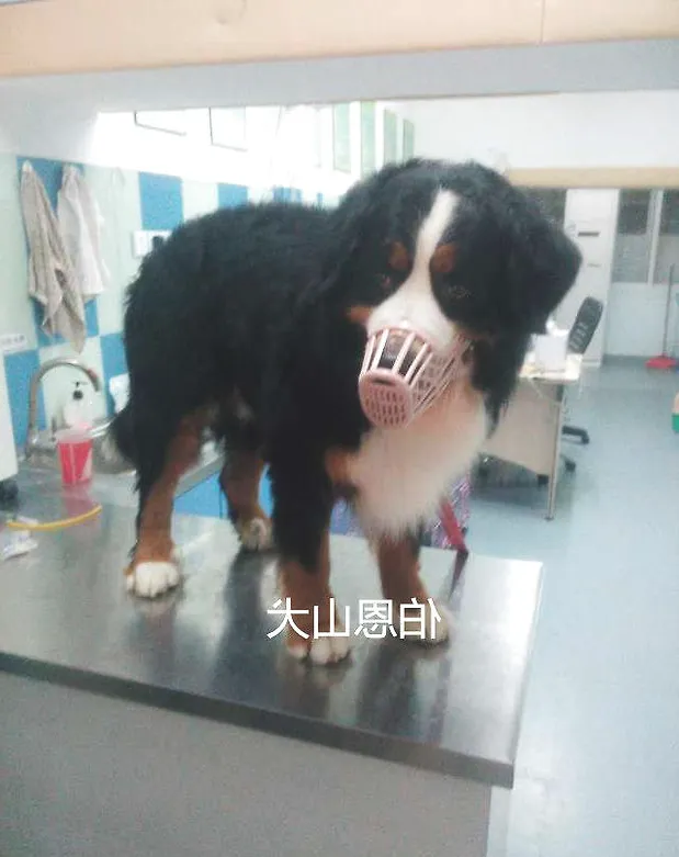 伯恩山犬子宫蓄脓的案例分析