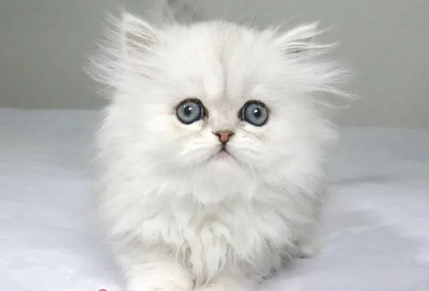 营养角度解读如何护理宠物美丽毛发