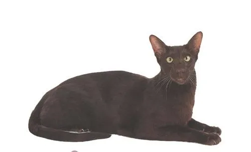 哈瓦那猫的训练注意事项有哪些
