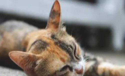  猫身体检查的方法