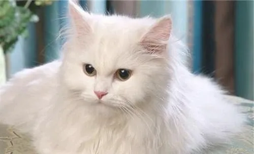 猫咪足部护理的方法