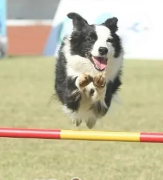 训练宠物狗学会跳高的方法