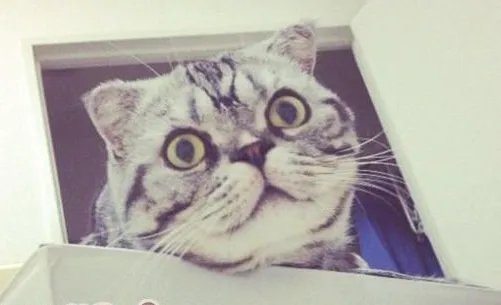 猫咪胡须的作用