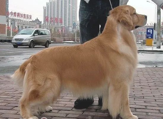 金毛犬的随行及坐立的训练要点