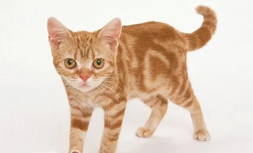 猫咪几种中毒的解救措施