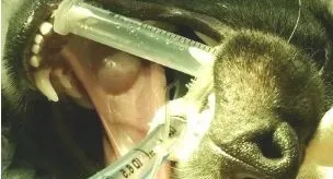 狗狗唾液腺囊肿切除案例