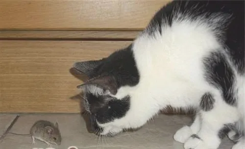 猫为什么喜欢玩弄猎物？
