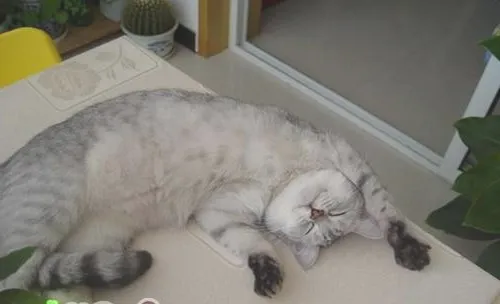 给猫咪喂药小妙招