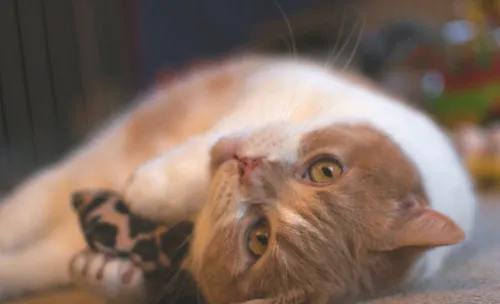 猫咪为什么喜欢在地上打滚