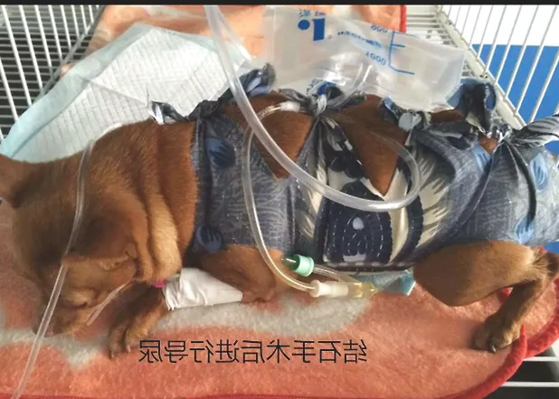 一例小鹿犬的膀胱结石