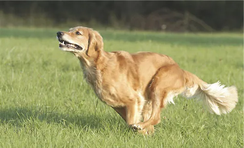 宠物狗绳的训练作用