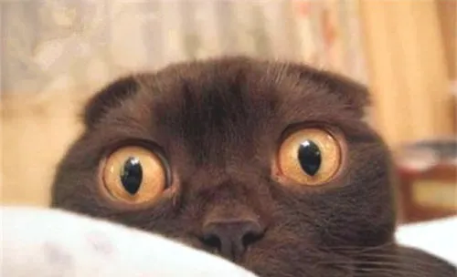 宠物猫护肤法则