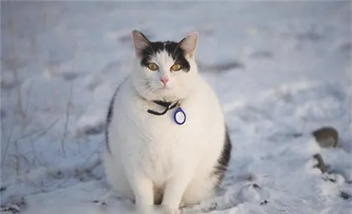 宠物猫太胖了怎么办？