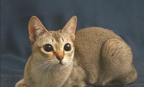 猫传染性鼻气管炎的预防及治疗