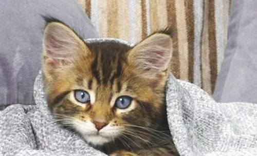 猫咪临床用药的注意事项