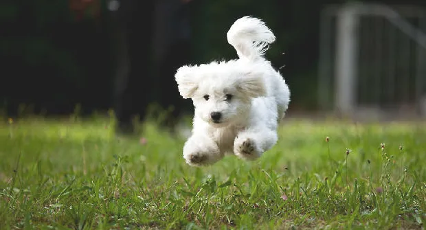 比熊狗狗狂犬病的症状和预防措施