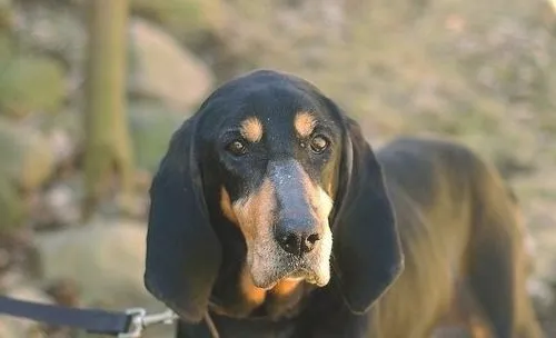 犬水脑症的发病原因