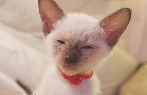 关于暹罗猫繁殖的注意事项