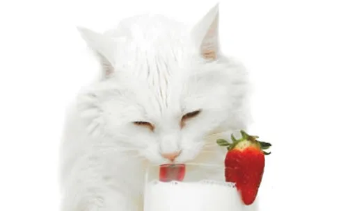 猫咪喝牛奶腹泻怎么办？