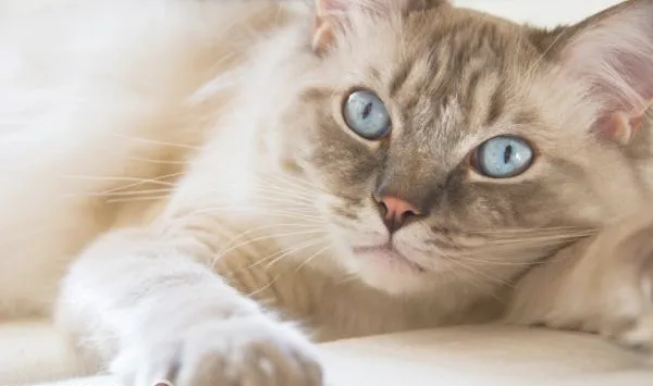 成猫猫粮与幼猫猫粮成分区别