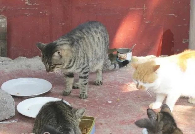 饲喂人类剩饭对猫的危害