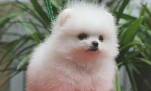 犬气管塌陷的病历介绍