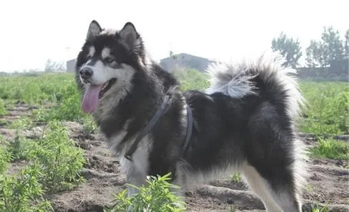 犬肝吸虫病的症状有哪些