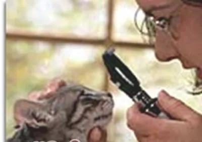 猫咪视网膜萎缩症的防治