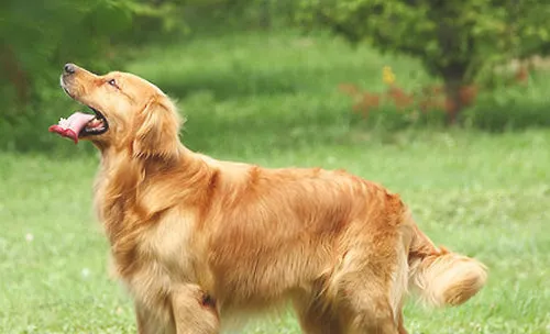 犬肠炎处理