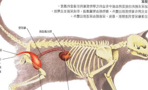 猫咪泌尿系统的相关问题