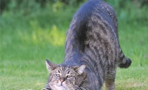 狸花猫和豹猫的区别