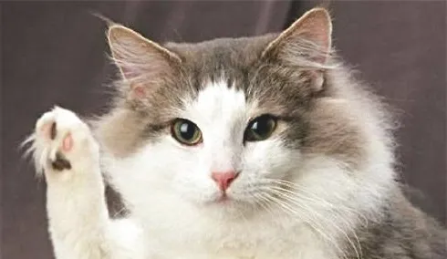 母猫绝育相关事项介绍 母猫为什么要绝育