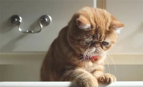 猫咪多久才能长齐乳牙
