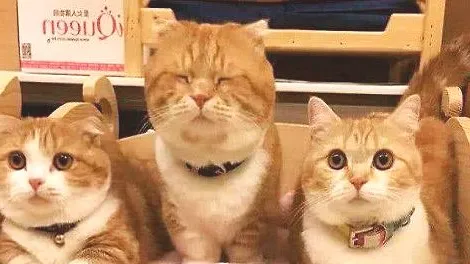 猫咪得了猫鼻支会死吗？