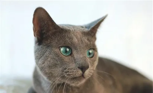 猫咪肝硬化的临床症状