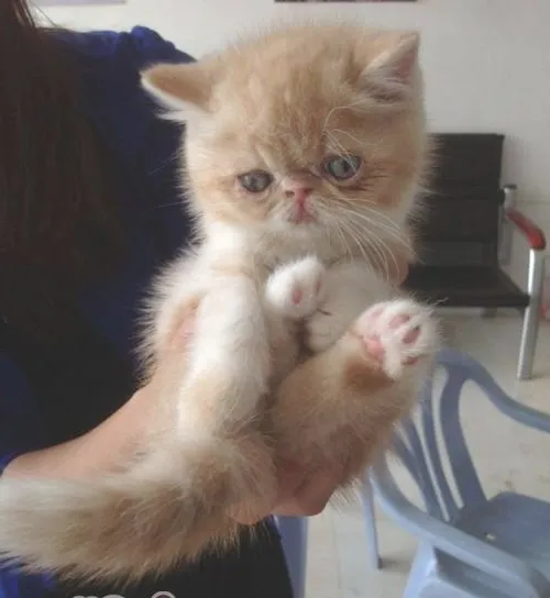 同时养两只猫要注意哪些