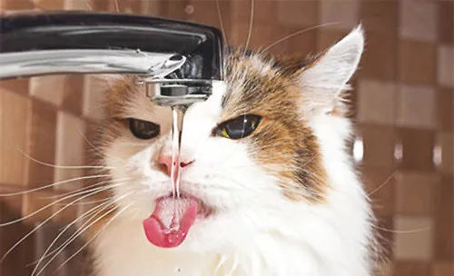 夏季给猫咪补水的重要性