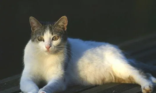 四种不同体型猫咪介绍