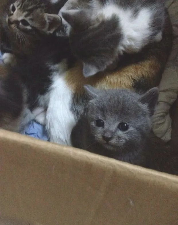 宠物私密之发情期