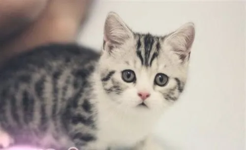 怎么才能领养猫咪