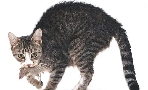 猫咪为什么会痉挛