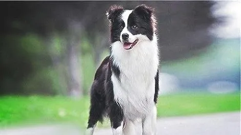 边境牧羊犬在自己窝里拉屎？