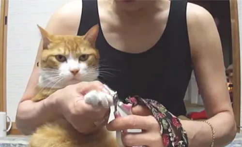 帮美国短毛猫剪指甲有方法