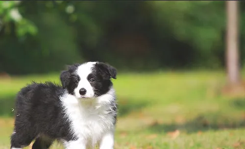 如何预防犬风湿症