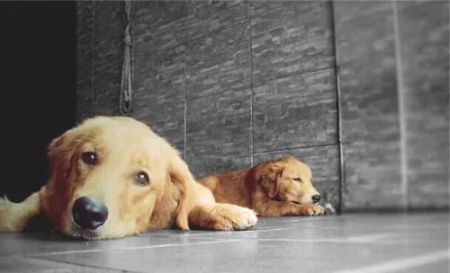 适合单身女性饲养的宠物有哪些